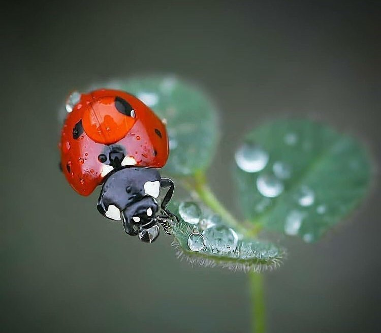   Bestes Objektiv für die Insektenfotografie