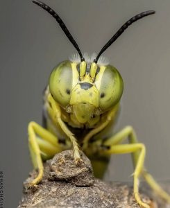   Tokina 100mm F2.8: (Bestes Sony-Objektiv für Insektenfotografie)