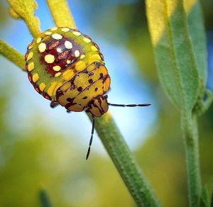   Tamron 90mm F2.8: (Bestes Budget-Objektiv für Insektenfotografie)