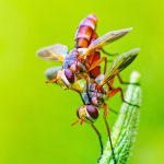   Einstellungen für Insektenfotografie?