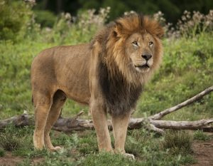   Nikon 70-300 mm f/4.5-5.6: (Bestes Wildtierobjektiv für Nikon d5600)